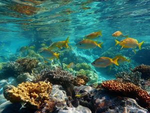 Stingray City, Grand Cayman: The Complete VV Shore Things Guide