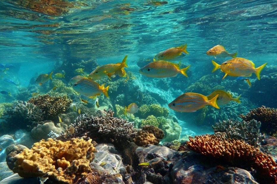 Snorkeling over a vibrant coral reef on a cruise shore excursion