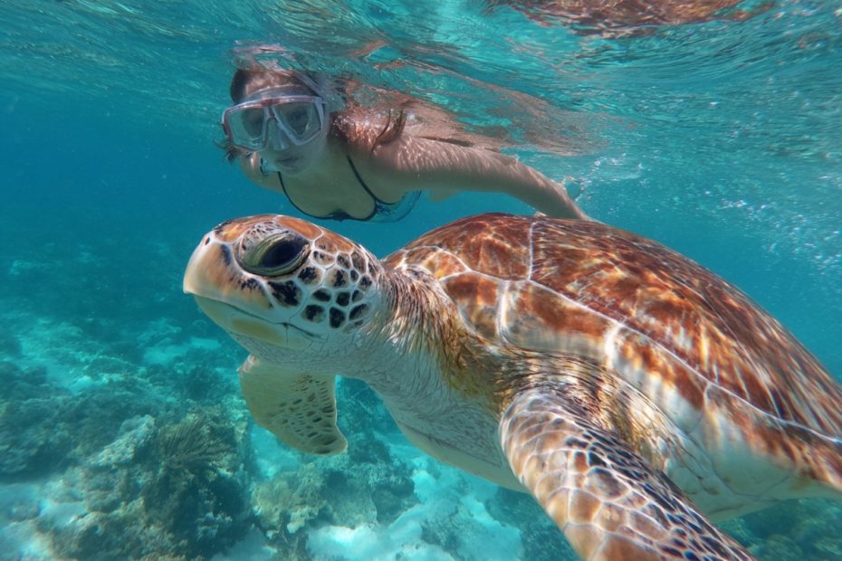 Snorkeler swimming with a sea turtle in crystal-clear Barbados waters